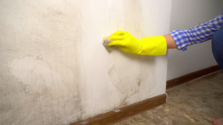  West Haven, UT Mold Removal Pros