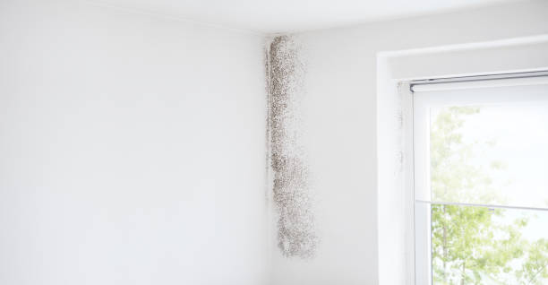 Best Attic Mold Removal  in West Haven, UT