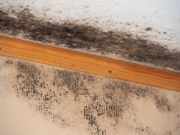Best Mold-Related Health Consultation  in West Haven, UT