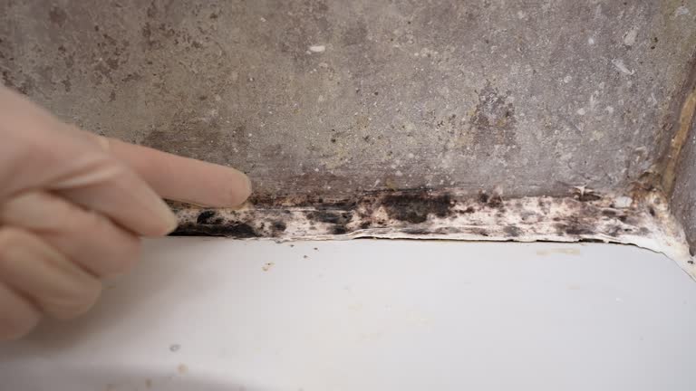 Best Mold Odor Removal Services  in West Haven, UT