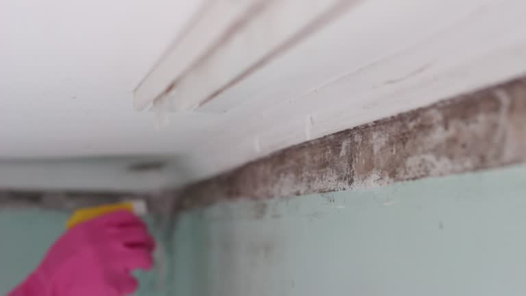 Best Water Damage & Mold Remediation  in West Haven, UT